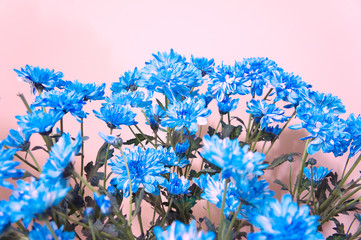 Blue chrysanthemums in a flower shop. A bouquet of chrysanthemums. Chrysanthemum Flower. Blue flowers 