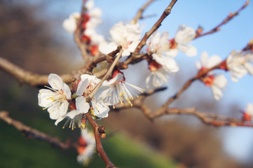 Spring flowers bloom, Spring tree.