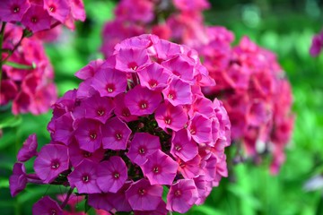 Bright flower phlox in the garden close-up.