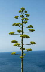 Interesting Tree with Ocean in background