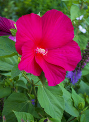 flowers of red hibiscus