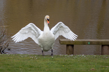 Swan stretching it's wings