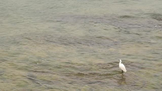 white heron bird sitting in a water of Atlantic ocean of Cantabrian Sea