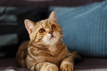 Portrait cute of a kitten Scottish Straight. Scottish cat golden marble