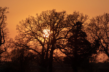 Sunset through the tree's