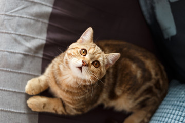 Portrait cute of a kitten Scottish Straight. Scottish cat golden marble