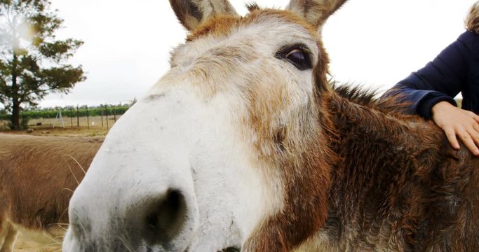  Beautiful young woman stroking a donkey 4k