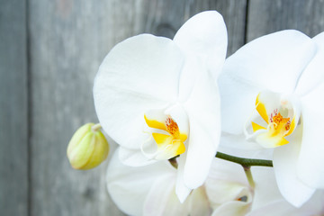 Naklejka na ściany i meble White orchid