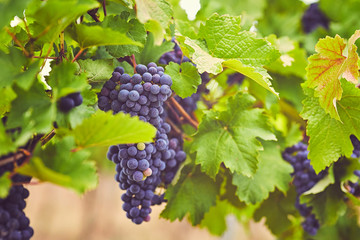 Ripe blue grapes in the vineyard