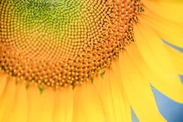 Store enrouleur tamisant Tournesol sunflower