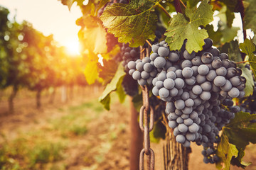 Rijpe blauwe druiven op wijnstok bij zonsondergang