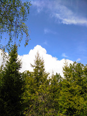 Many high trees in the park.