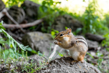 Cute Little Chipmunk Eating On A Rock