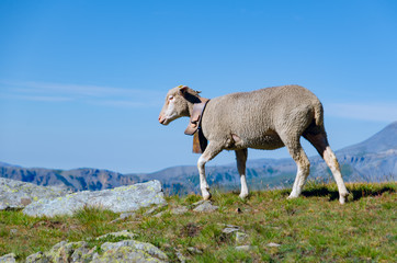 Sheep in the mountain of maritime alps, Piedmont, Italy