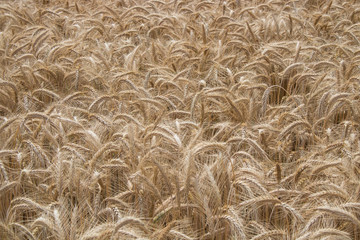 Getreidefeld kurz vor der Ernte