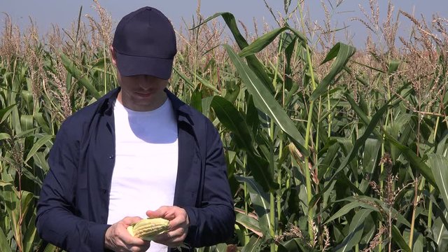 Portrait successful farmer cropper offering to camera ripe corn cereal smiling 