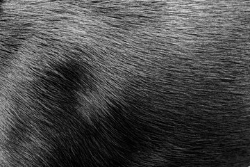 black dog fur - texture