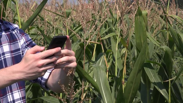 Close up farmland corn field man hands farmer grower laborer with cell phone 4K