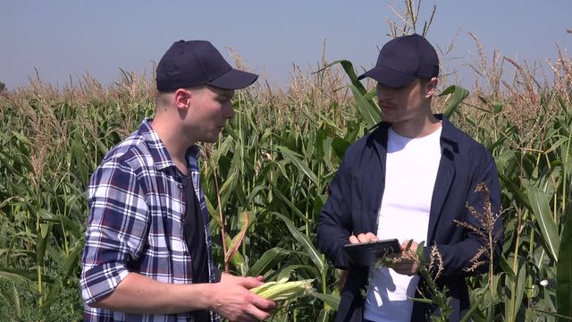 Farming activity croppers farmers working on digital tablet walk in cornfield 4K