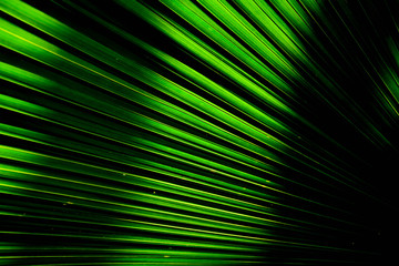 Obraz premium Lines and textures of Green Palm leaves