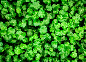 beautiful closeup green leaf of a Water Pennywort background