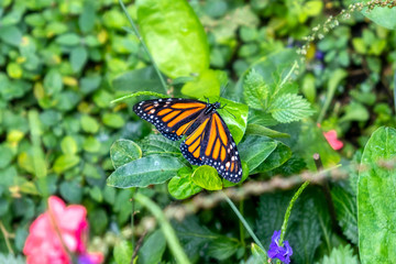 Fototapeta na wymiar Nahaufnahme eines Schmetterlings in der Natur