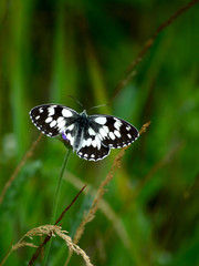 Obraz na płótnie Canvas Galatea butterfly