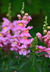 Many Snapdragon Plants in the garden with green leaf background.