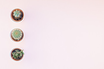 Top view of small pots with decorative cactuses