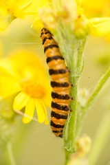 Jakobskrautbär, Blutbär, Karminbär (Tyria jacobaeae), Raupe frisst auf Jakobs-Greiskraut, Jakobs-Kreuzkraut, Jakobskraut (Senecio jacobaea), White Cliffs of Dover, England, Großbritannien, Europa