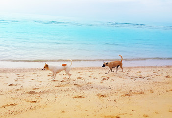 Fototapeta na wymiar Dogs running on the beach, Cute dogs enjoy playing on beach