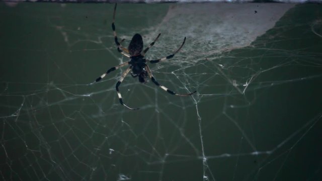Scene of a spider in a web. Its body is turned down. One of the hind legs is missing. The spider has an insect in its mouth.