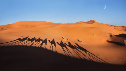 Fototapeta na wymiar Shadow of camels in the desert