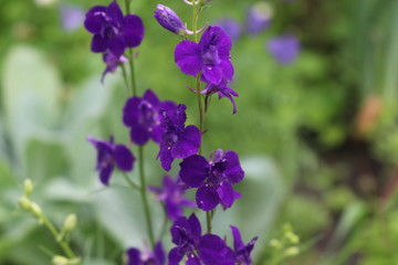 Purple flowers bloom in a meadow