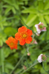 Small garden flower standing alone in grass