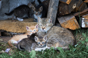 Obraz premium Sleeping family of stray cats