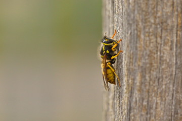 Wasp collecting materials