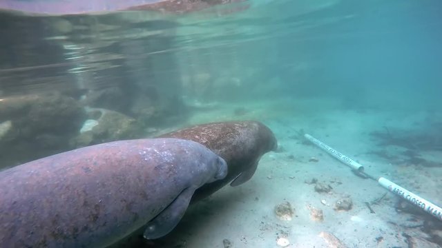 Two manatees underwater in Crystal River. Good large aquatic mammals animal sea cow swims in shallow water.