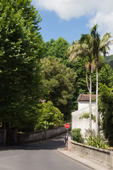 Road near the forest