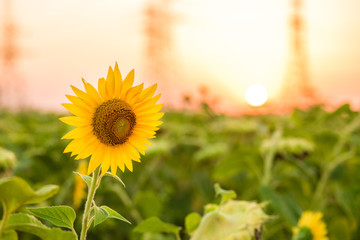 Sunflowers garden. Sunflowers have abundant health benefits. Sunflower oil improves skin health and...
