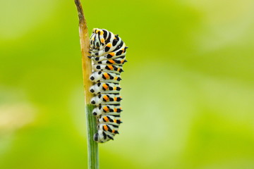 Caterpillar macro