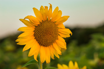 Sunflowers garden. Sunflowers have abundant health benefits. Sunflower oil improves skin health and...