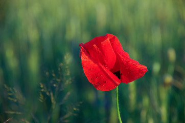poppy flower on the field