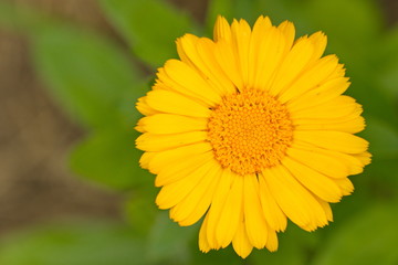 Flower head macro