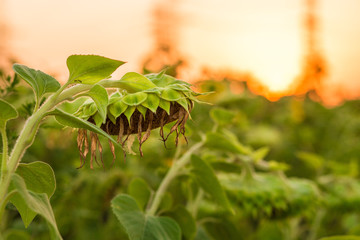 Charming landscape of sunflowers against sunrise
