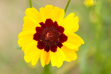 Flower head highlight