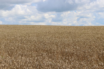 Wheat is ripening in the fields. Summer.