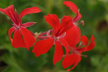 red#flower