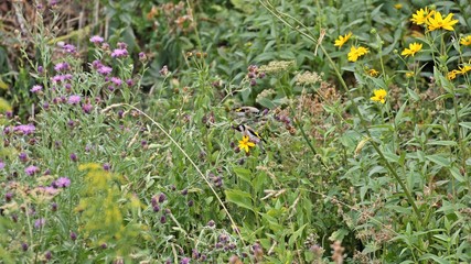 Zwei Stieglitze (Carduelis carduelis) fressen Samen der Wiesen-Flockenblume (Centaurea jacea) 
