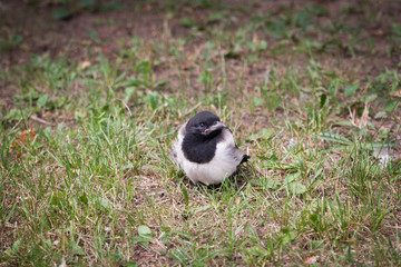Nestling magpie in grass. Pica pica